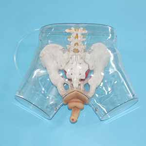 The significance of the transparent male catheterization model