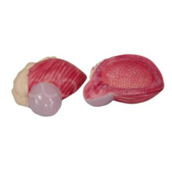 The role of the bladder magnification model